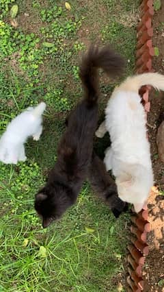 two persian kittens for sale