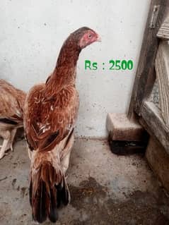 Aseel Hen Chicks Available