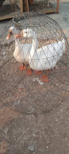 long Neck Ducks breedar pair