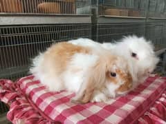 fuzzy lop Best quality Rabbit pair so beautiful healthy active cute
