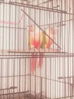 pineapple and yellow sided conure breeder pairs and love birds pair