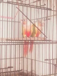 pineapple and yellow sided conure breeder pairs and love birds pair 0