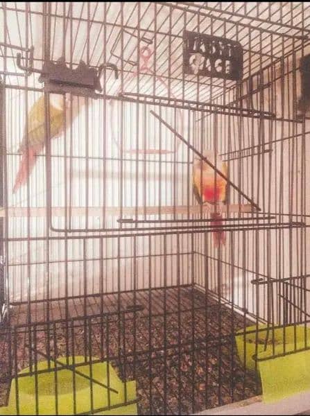 pineapple and yellow sided conure breeder pairs and love birds pair 1