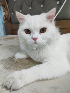 persian cat Persian male cat for sale