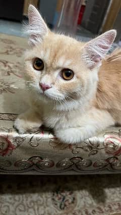 urgent sale triple coated male persian cat