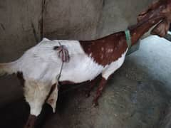 khali bakri /goat