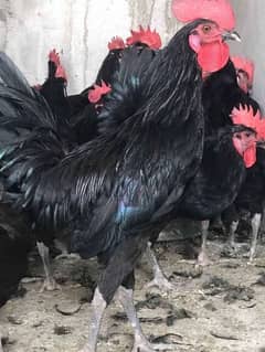 Australorp 3 hen 1 murgha