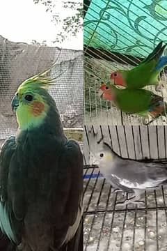 breeder cockatail male, love bird pairs breeder and ready to breed