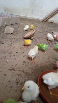 colourfull Chicks 20 Days