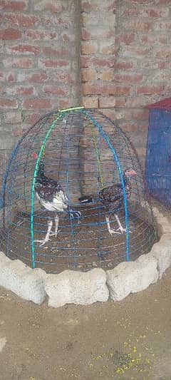 Hens for Sale 0