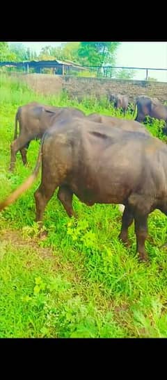 Buffalow male and female all for sale total 13male and femalefor sale