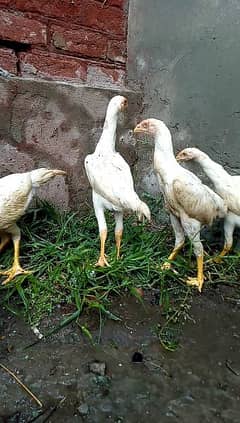 White King Shamo Chicks