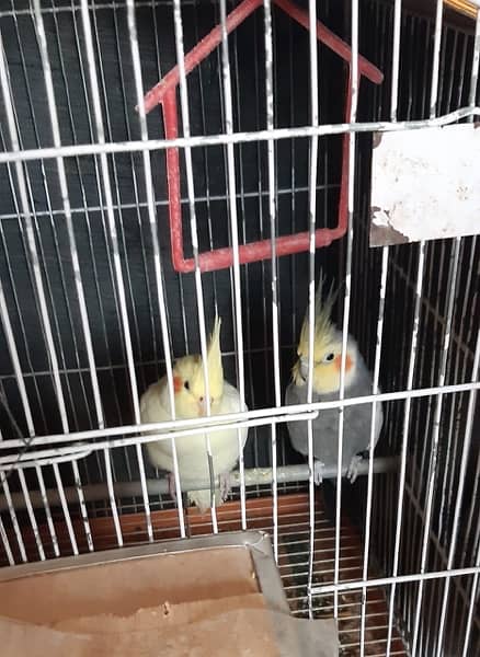 Cocktail Breeder Pair Red Eyes Common White Pair 2