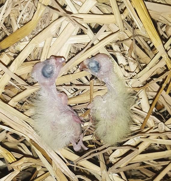 Cocktail Breeder Pair Red Eyes Common White Pair 3