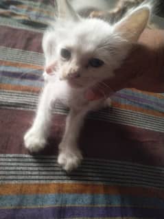 45days persian cat for sale 8000