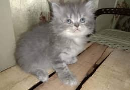 Pure Persian kittens available for sale