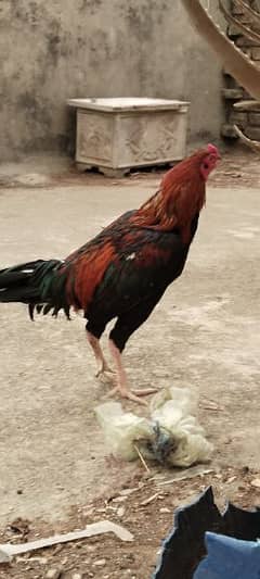 Aseel hens and pairs with chicks for sale home breed 0