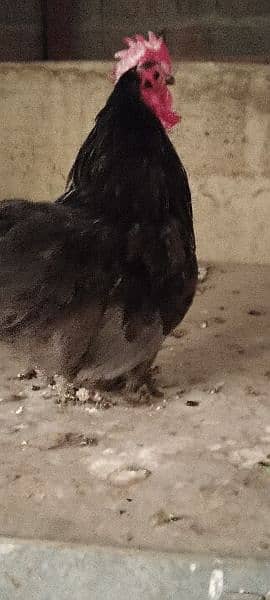 Aseel hens and pairs with chicks for sale home breed 3