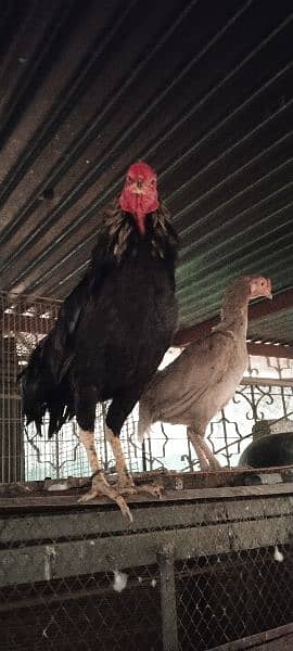 Aseel hens and pairs with chicks for sale home breed 4