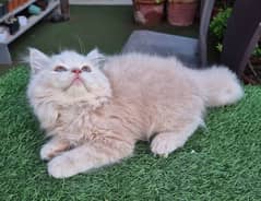 peki kitten/Persian cat/Persian kittens/triple coated/punch face/