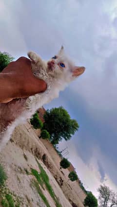 persian doule Coated blue eyes  White colour