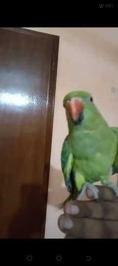 parrot