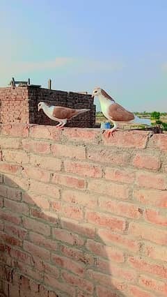 sherazi pigeons