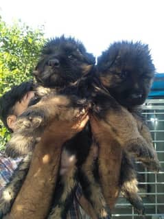 Black German shepherd / black n tan puppies for sale