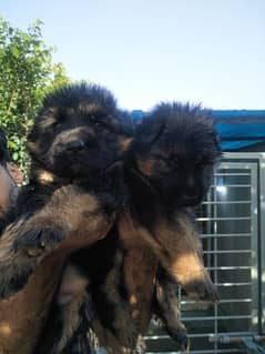 Black German shepherd / black n tan puppies for sale