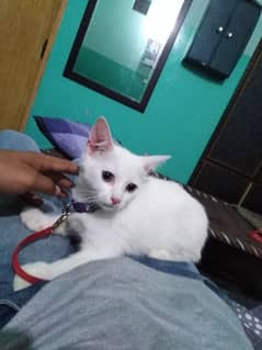 Persian kitten white