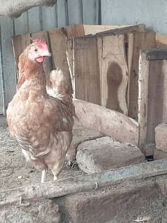 Golden misri egg laying hens and male