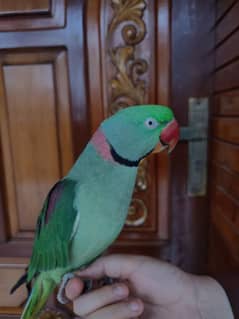 AlexAndrine Parrot | Talking Parrot