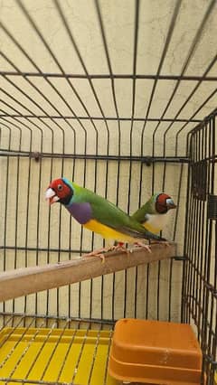 COMMON GOULDIAN LOC. LAHORE