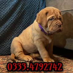 French mastiff puppy 03334792742