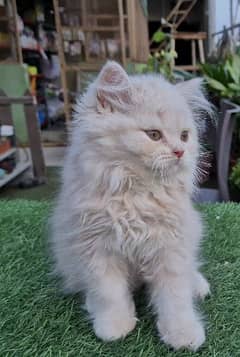 Pure Punch Face Persian Kitten