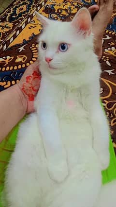 pure Persian cat blue eyes triple coated punch face