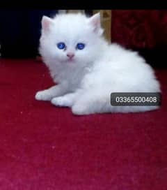 Pure Persian triple blue eyes