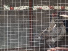 HEN WITH CAGE URGENT SALE