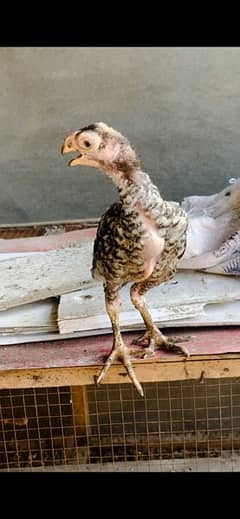 Tamilnadu parrot beak chick