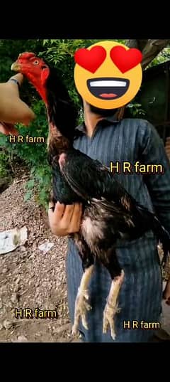 o king shamo breeders for sale Black shamo lakha shamo o shamo chicks