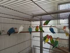 Love Birds Breeder Pairs Available In different Mutations