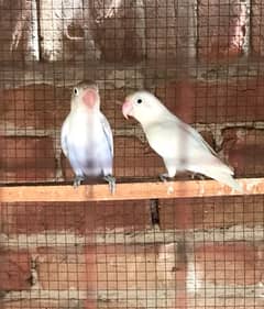 love birds for sale contact 03077965568