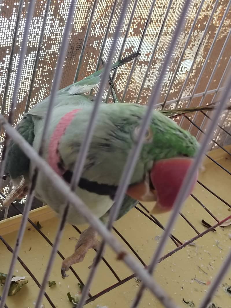 Raw Parrot 1