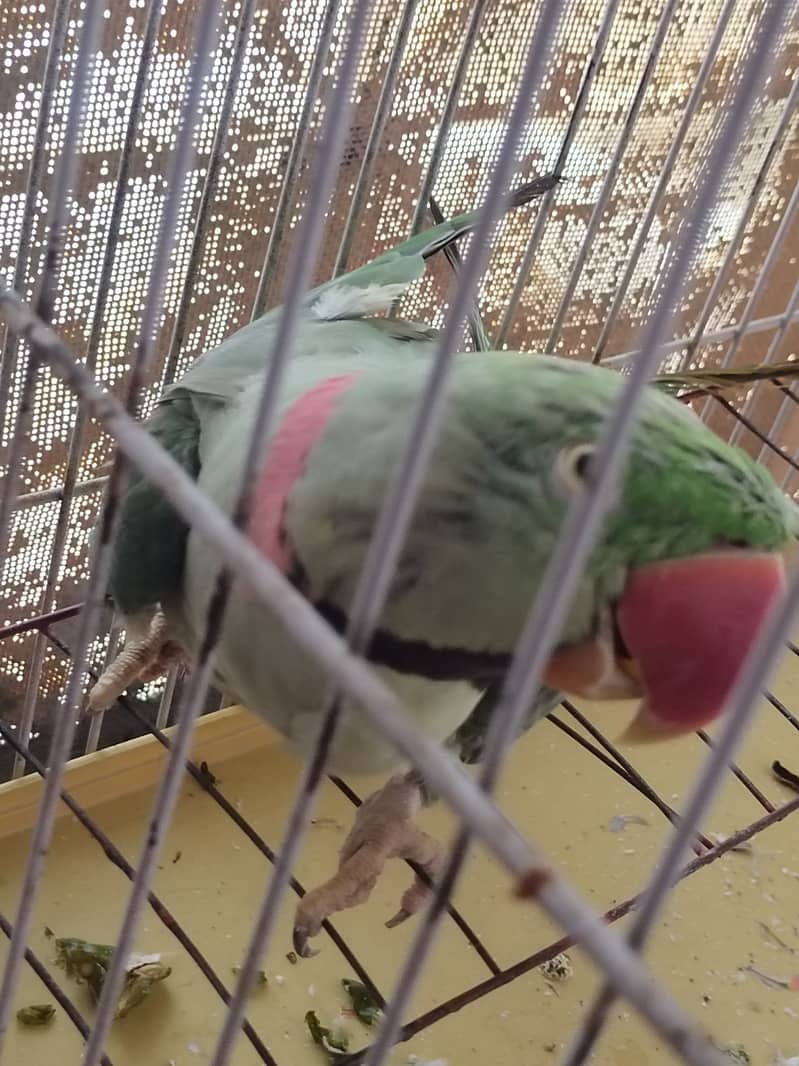 Raw Parrot 2