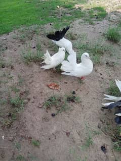 2 Pairs of Fan Tail pigeons