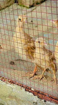 Irani Teeter Chicks pair