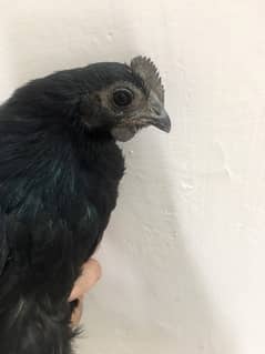 Ayam Cemani 5 Months Female Egg Laying