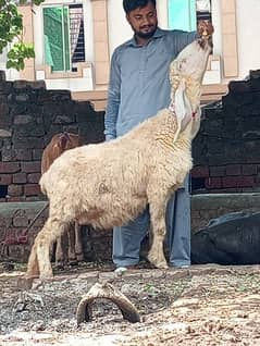 kajli sheep gabn sale