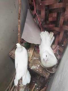 Pair of laka pigeon for sale