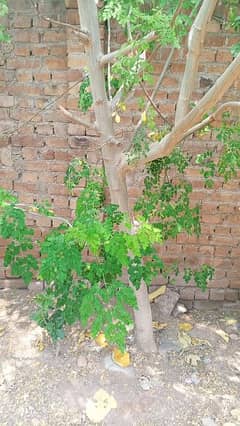 Moringa